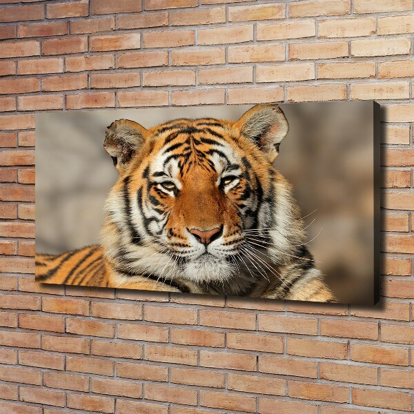 Fotobild Bengal-Tiger