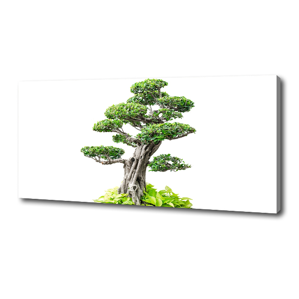 Wandbild Bonsai-Baum