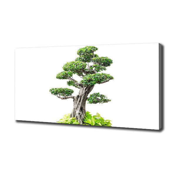 Wandbild Bonsai-Baum