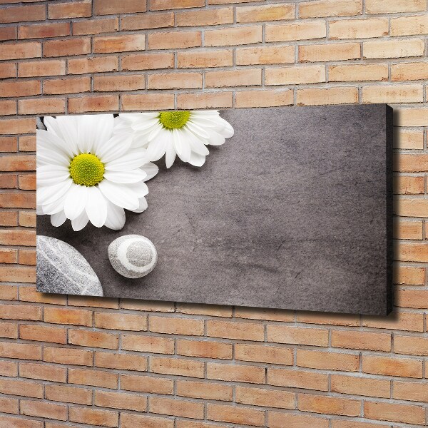 Fotobild Gerbera