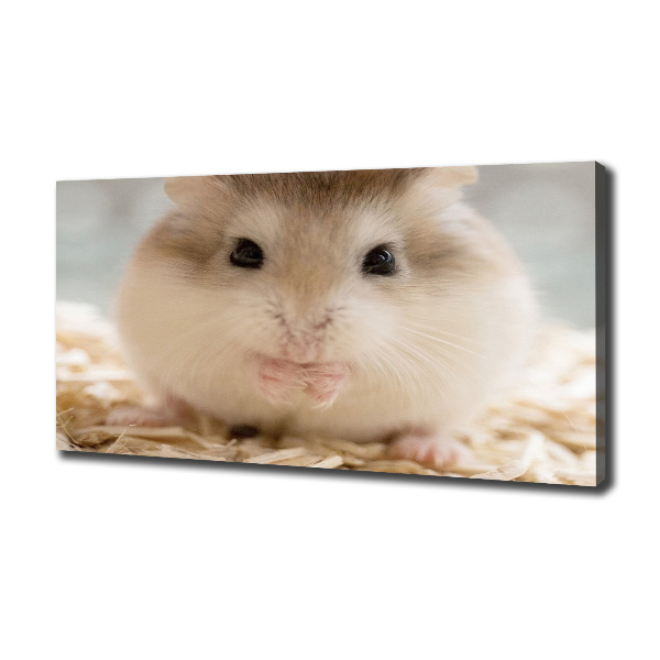 Fotobild Hamster