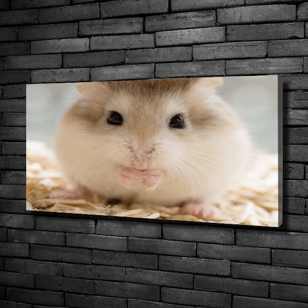 Fotobild Hamster
