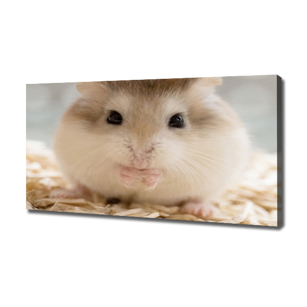 Fotobild Hamster