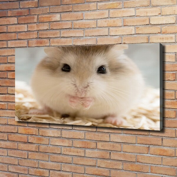 Fotobild Hamster