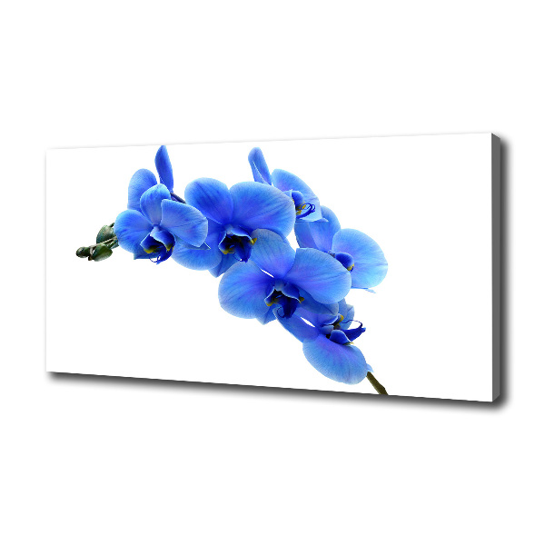 Fotobild Blaue Orchidee