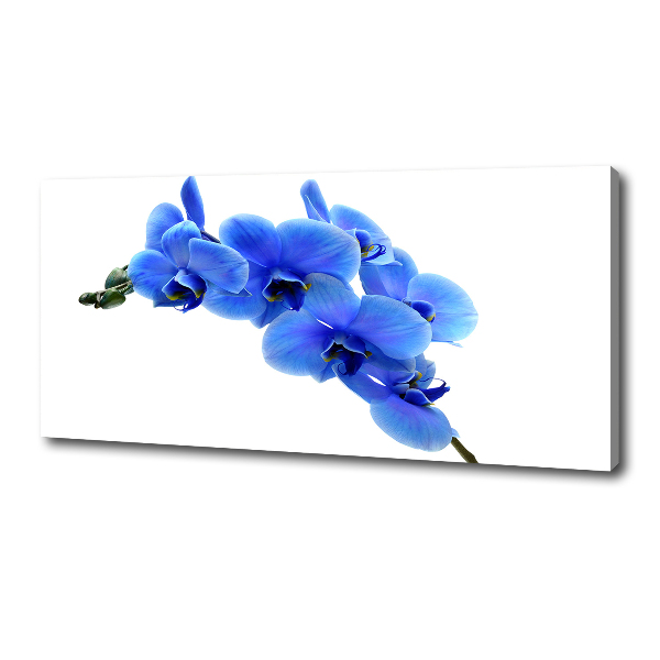Fotobild Blaue Orchidee