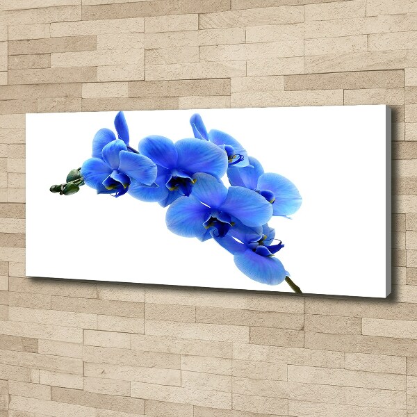 Fotobild Blaue Orchidee