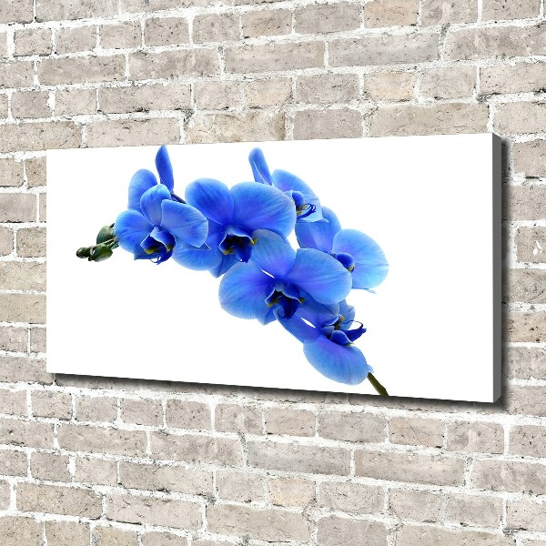 Fotobild Blaue Orchidee