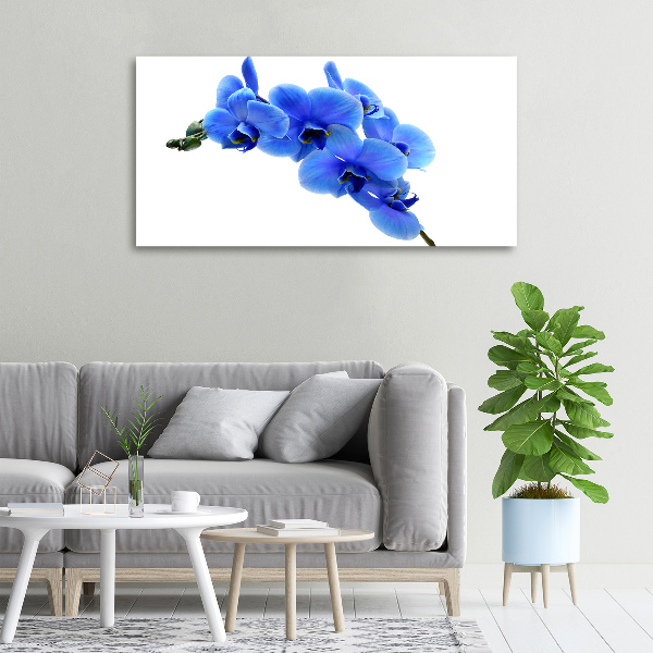 Fotobild Blaue Orchidee