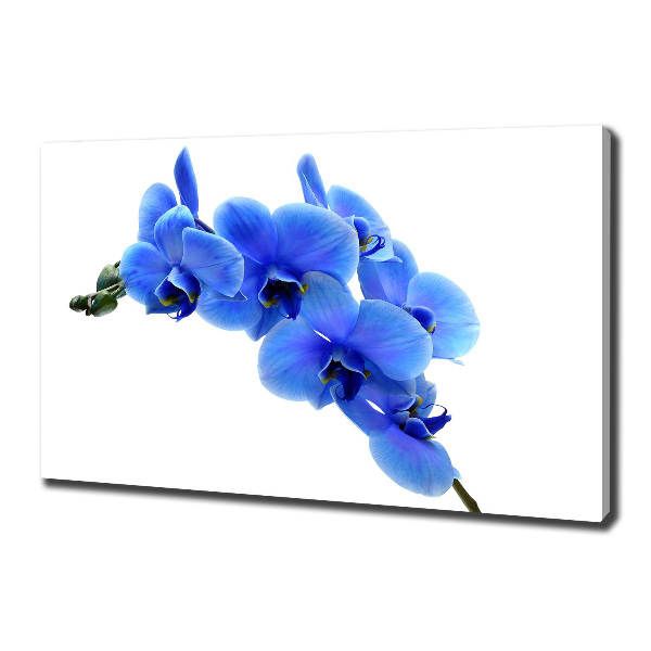 Fotobild Blaue Orchidee
