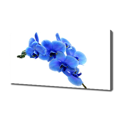 Fotobild Blaue Orchidee