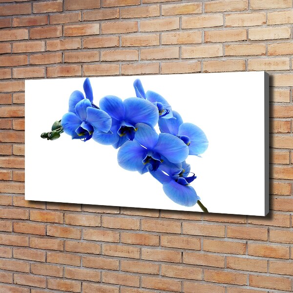 Fotobild Blaue Orchidee