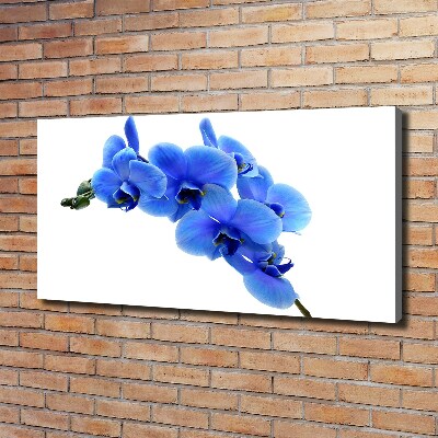 Fotobild Blaue Orchidee