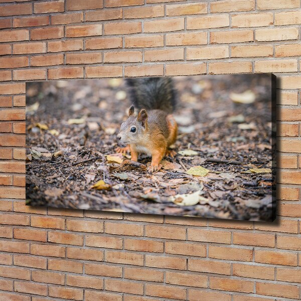 Bild auf leinwand Eichhörnchen