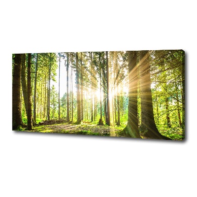 Bild auf leinwand Wald in der Sonne