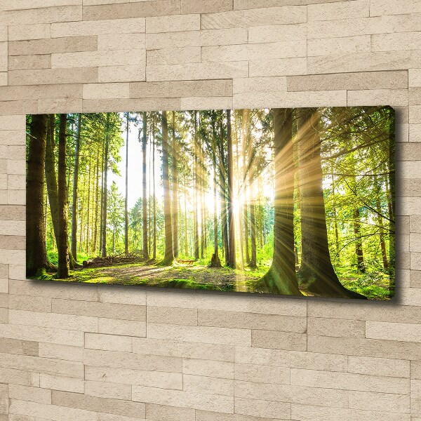 Bild auf leinwand Wald in der Sonne