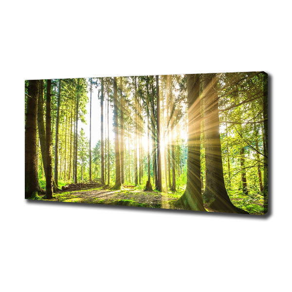 Bild auf leinwand Wald in der Sonne