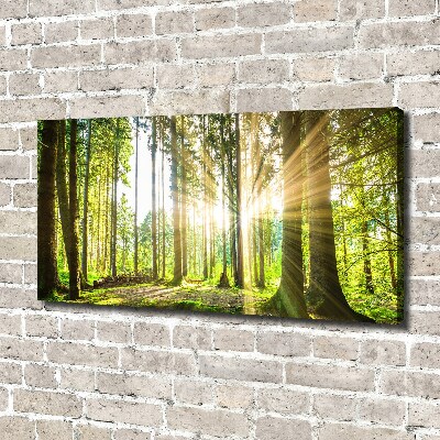 Bild auf leinwand Wald in der Sonne