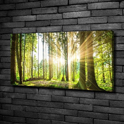 Bild auf leinwand Wald in der Sonne