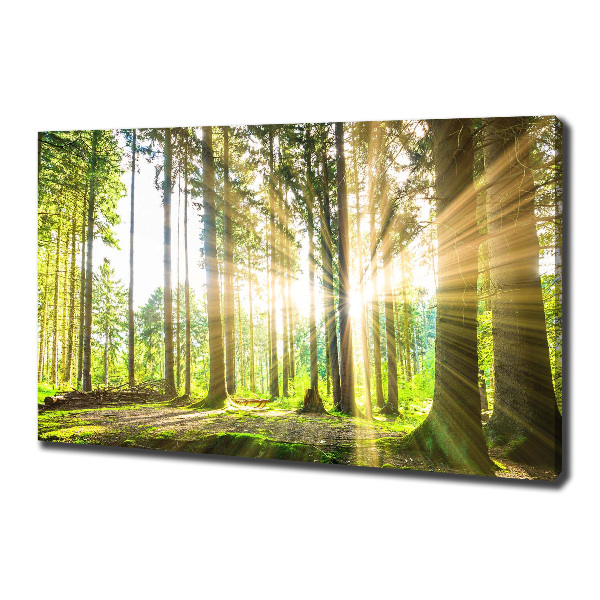 Bild auf leinwand Wald in der Sonne