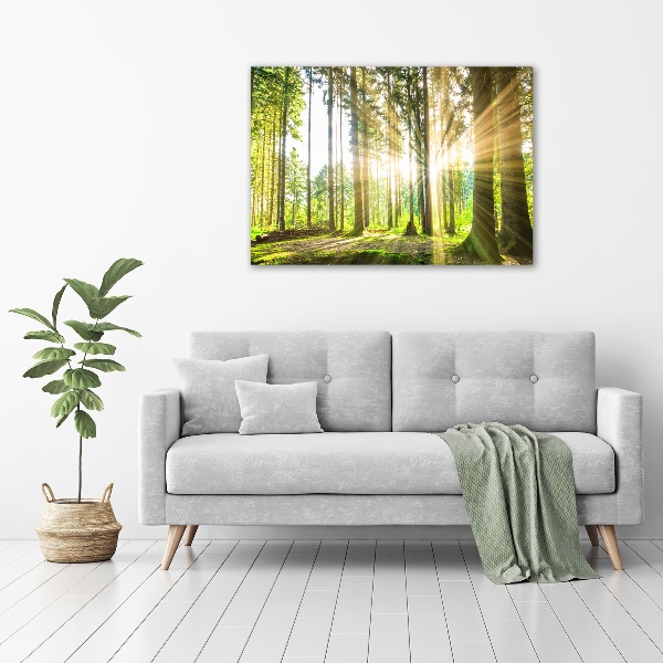 Bild auf leinwand Wald in der Sonne
