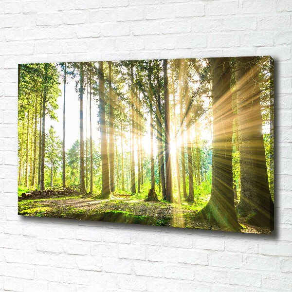 Bild auf leinwand Wald in der Sonne