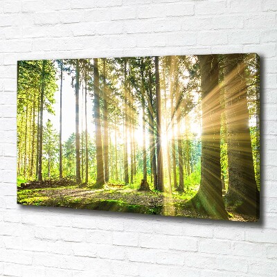 Bild auf leinwand Wald in der Sonne