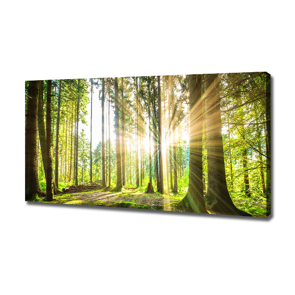 Bild auf leinwand Wald in der Sonne