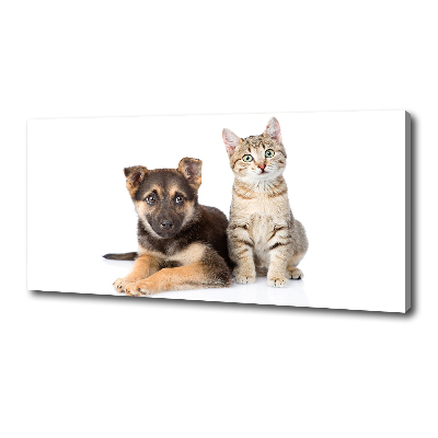 Fotobild Hund und Katze