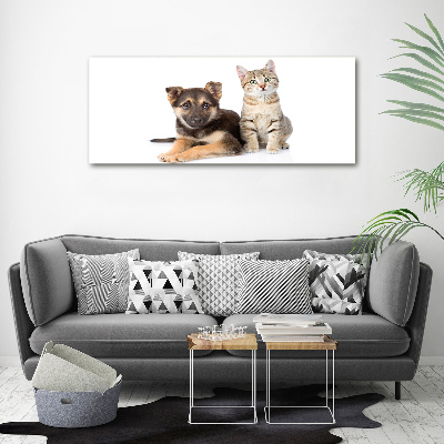 Fotobild Hund und Katze