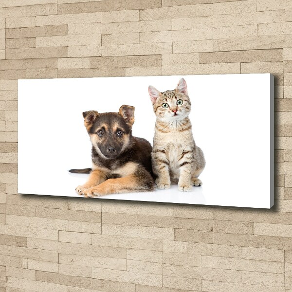 Fotobild Hund und Katze