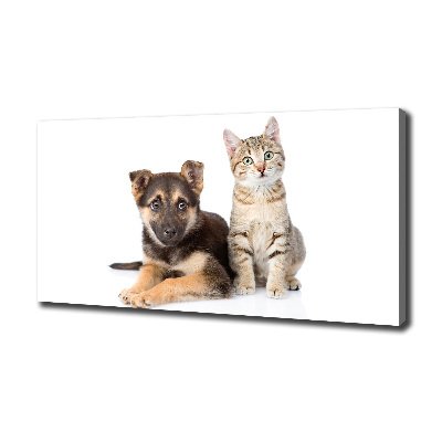 Fotobild Hund und Katze