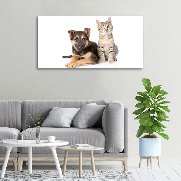 Fotobild Hund und Katze