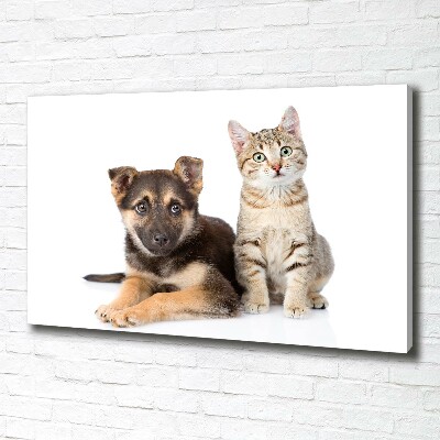 Fotobild Hund und Katze