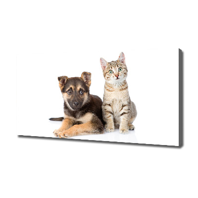 Fotobild Hund und Katze