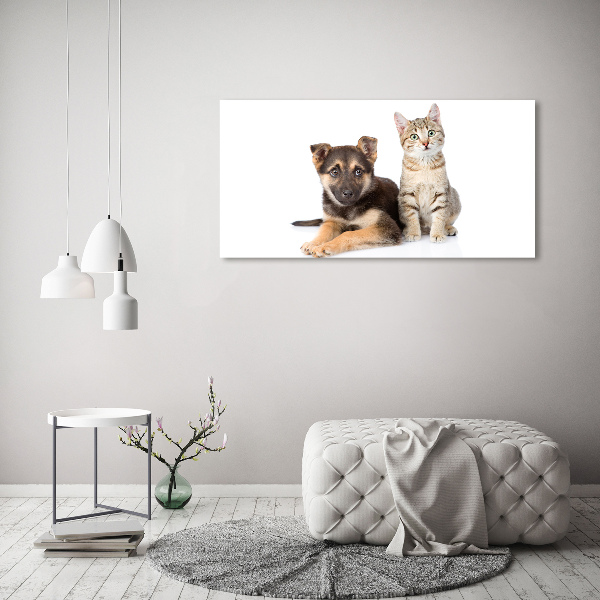 Fotobild Hund und Katze