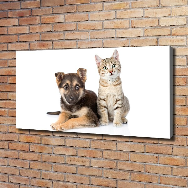 Fotobild Hund und Katze