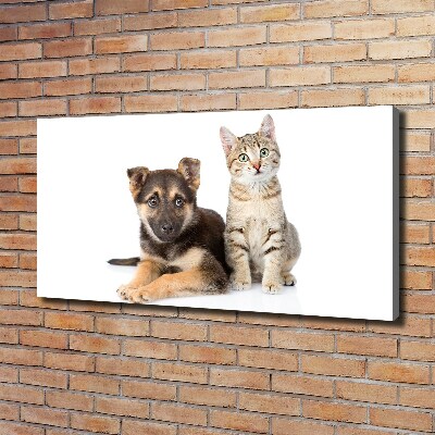 Fotobild Hund und Katze