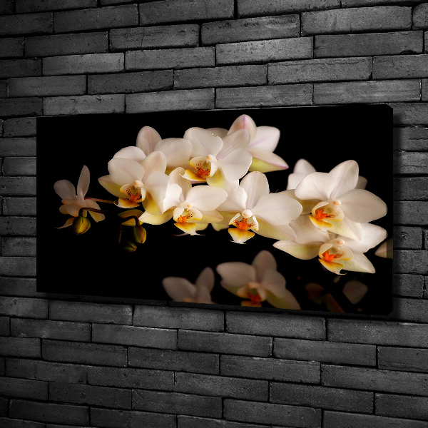 Fotobild Orchidee
