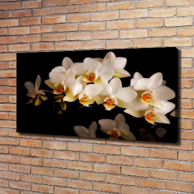 Fotobild Orchidee