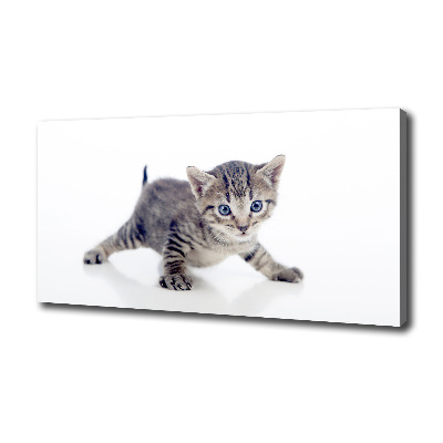 Wandbild Kleine Katze
