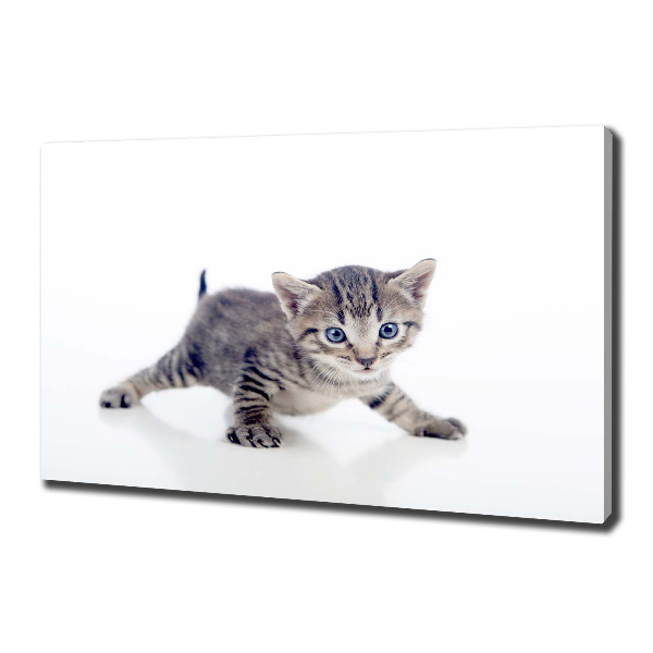 Wandbild Kleine Katze