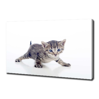 Wandbild Kleine Katze