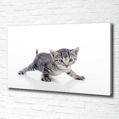 Wandbild Kleine Katze