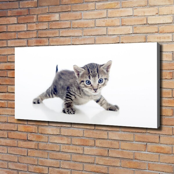 Wandbild Kleine Katze
