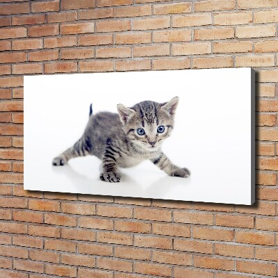 Wandbild Kleine Katze