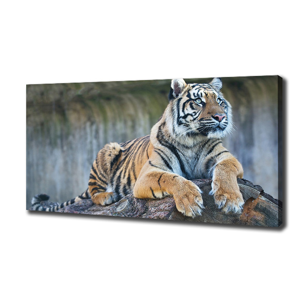 Wandbild Tiger