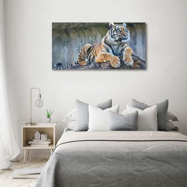 Wandbild Tiger