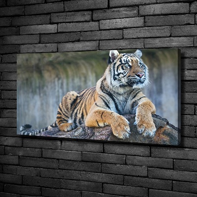 Wandbild Tiger