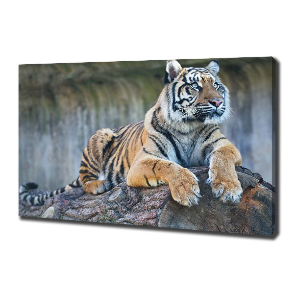 Wandbild Tiger